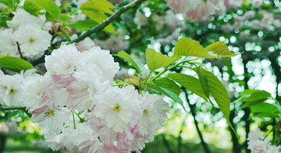 樱花花语是什么意思？樱花的象征意义有哪些常见问题？