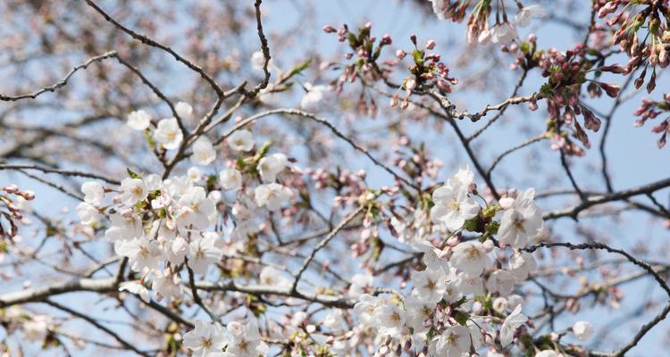 樱花的花语是什么？樱花象征着什么含义？