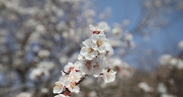 樱桃花的花语是什么？樱花的含义和象征有哪些？