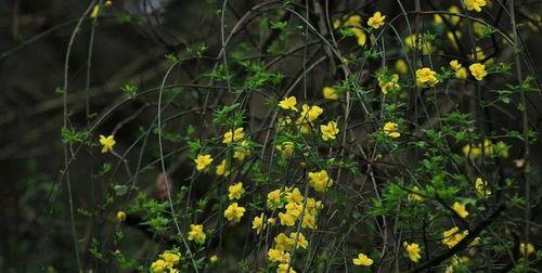 迎春花的花语是什么？如何用迎春花表达情感？