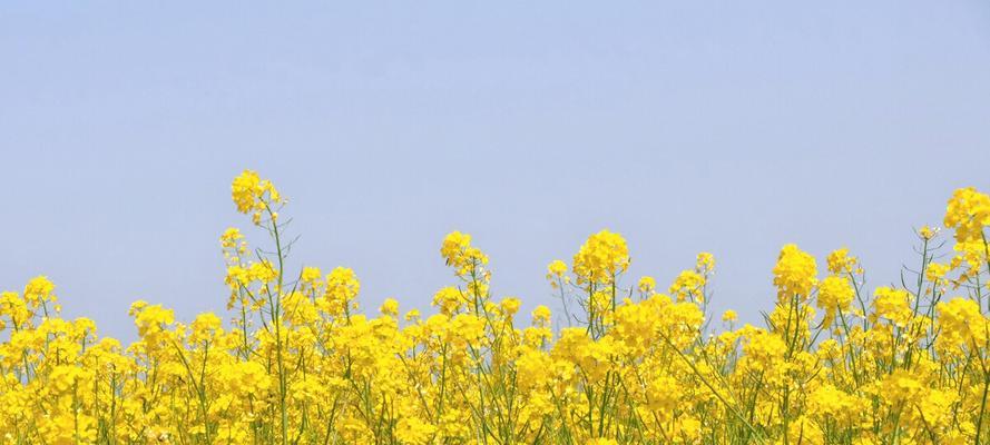 油菜花花语是什么？油菜花的含义和象征有哪些？