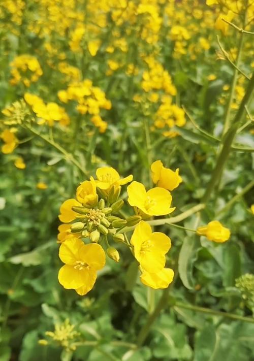 油菜花花语是什么？油菜花的含义和象征有哪些？