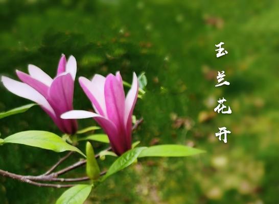 玉兰花的花语是什么？了解玉兰花的寓意和象征意义？