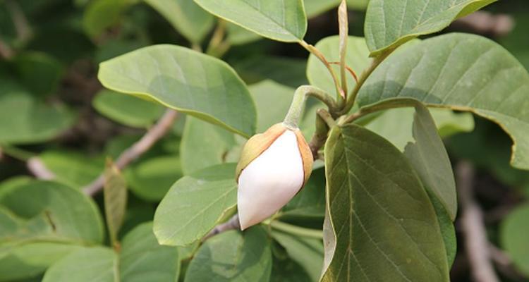 玫瑰属于单子叶植物吗？常见的单子叶植物有哪些？