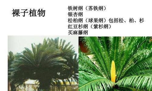 玫瑰属于裸子植物吗？揭秘玫瑰的真实分类！！