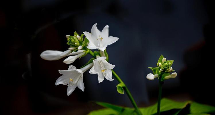 玉簪花的花语是什么？它有什么特别的寓意吗？