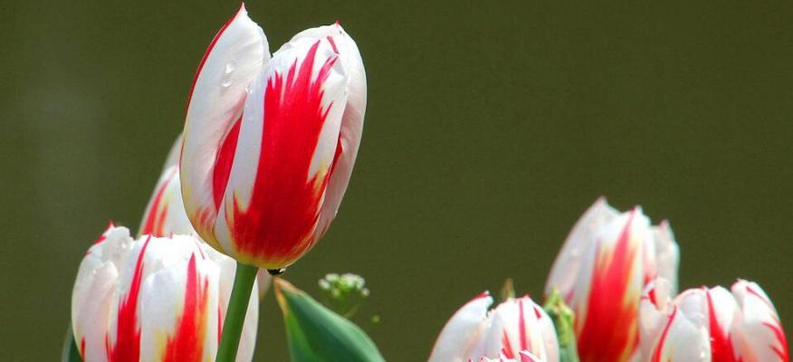 郁金花的花语是什么？如何正确解读郁金花的含义？