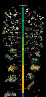 玫瑰一年开几次花？如何确保玫瑰花期更长？