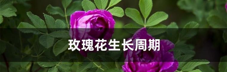 玫瑰种子几月份种植最合适？如何确保高成活率？