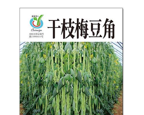 梅豆角种植的最佳时间和方法是什么？栽培技术要点有哪些？