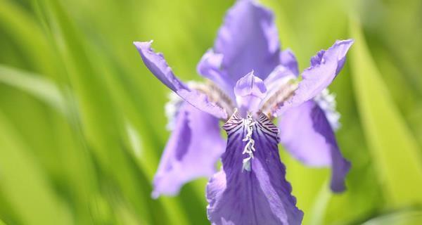 鸢尾花花语是什么？鸢尾花代表的含义有哪些？