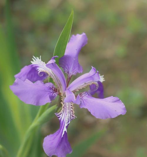 鸢尾花隐藏花语是什么？如何解读鸢尾花的深层含义？