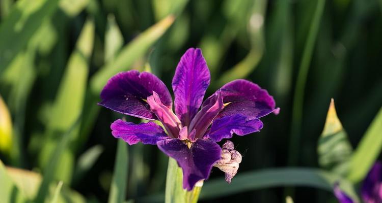 鸢尾花语是什么意思？鸢尾花寓意有哪些？