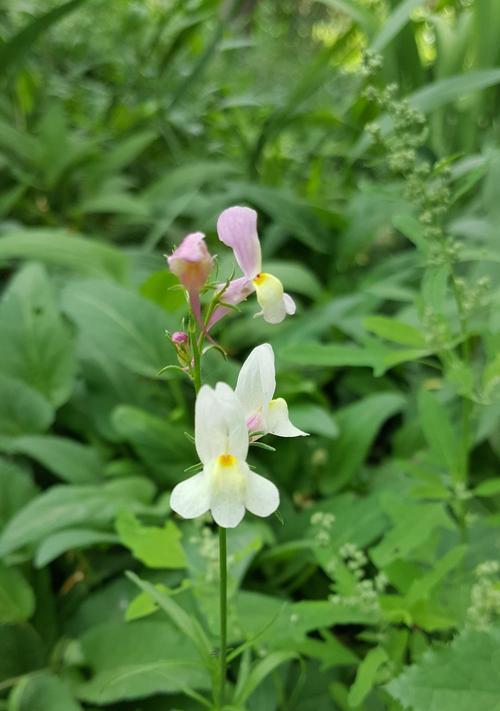 梅花草有毒性吗？室内养护需要注意什么？