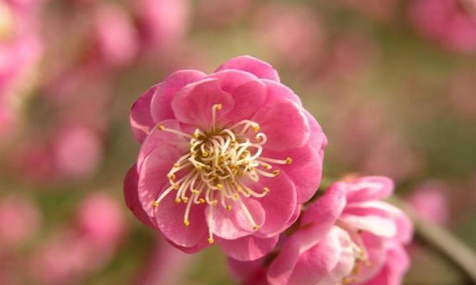 梅花什么时候开花？如何确定梅花的最佳观赏期？