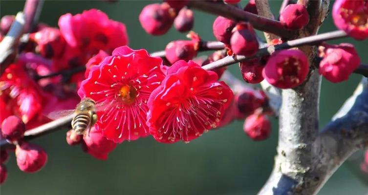 梅花什么时候开花？如何确定梅花的最佳观赏期？