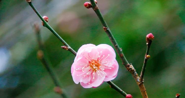 梅花的花语是什么意思？梅花象征寓意有哪些？