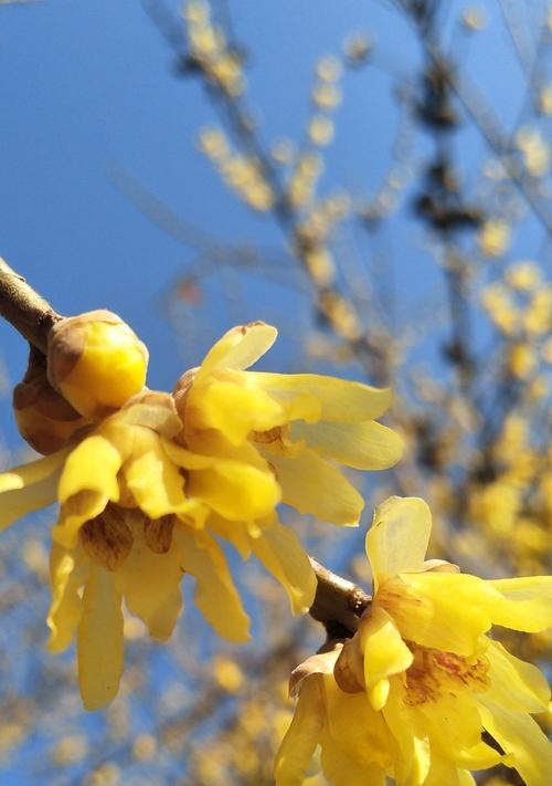 梅花冬天开花吗？梅花的开花季节和养护技巧是什么？