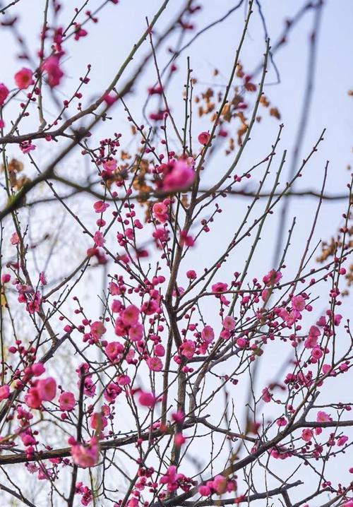 梅花冬天开花吗？梅花的开花季节和养护技巧是什么？