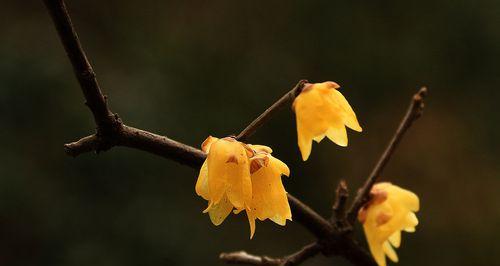 梅花和腊梅是同一种花吗？它们的区别是什么？