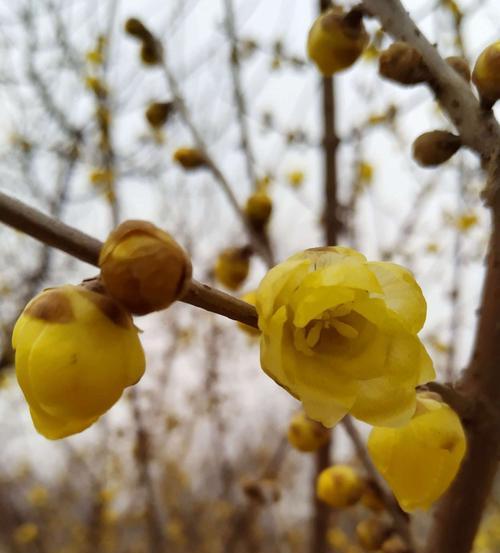 梅花和腊梅是同一种花吗？它们的区别是什么？