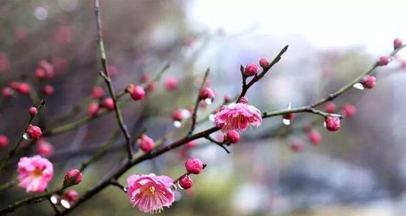 梅花花期多长时间？如何延长梅花的观赏期？