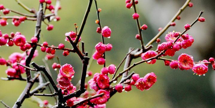 梅花几点钟开花？如何判断梅花的最佳观赏时间？