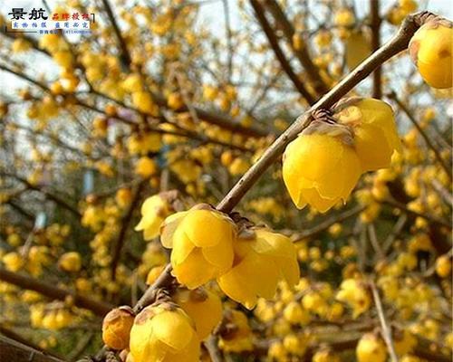 梅花可以种在家门口吗？种植梅花有哪些注意事项？