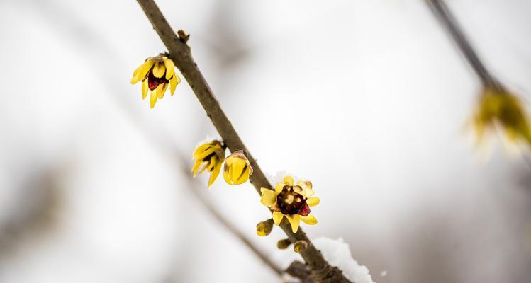 梅花能承受的最低温度是多少？如何在冬季保护梅花？