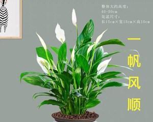 植物白掌的花语是什么？如何养护白掌以保持其花语的美好？