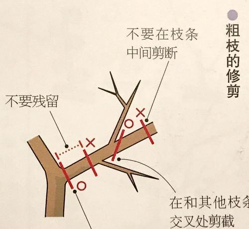 梅花扦插繁殖方法是什么？需要注意哪些事项？