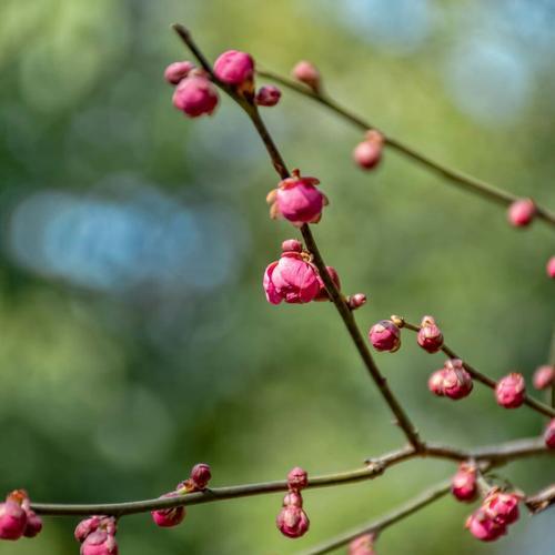 梅花生长需要哪些环境条件？梅花有哪些独特生长特点？