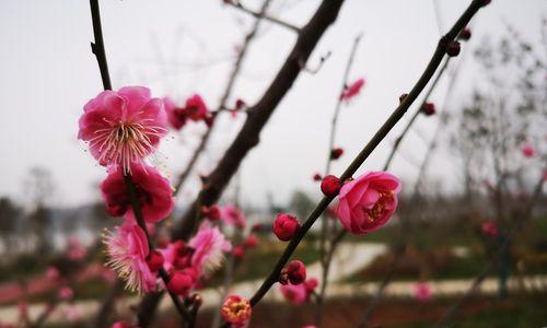 梅花通常生长在哪些地方？它们偏爱什么样的环境条件？