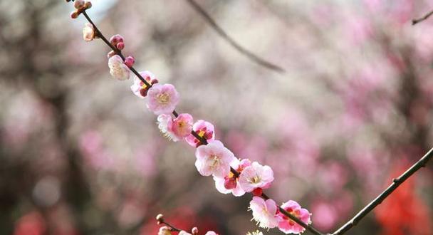 梅花通常在哪个季节开花？冬春季节开花有什么特点？