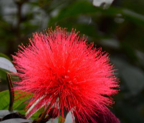 朱樱花代表什么？朱樱花的花语有哪些含义？