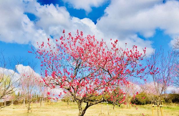 竹夹桃花的花语是什么？如何用它表达爱意？