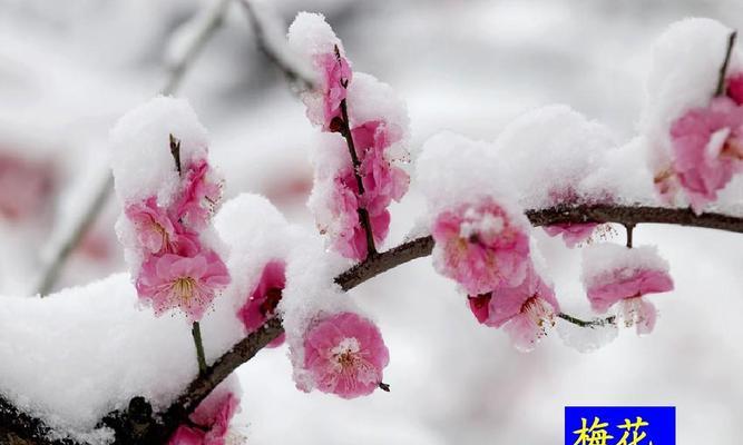 梅花的开花时间及凋谢月份是什么时候？