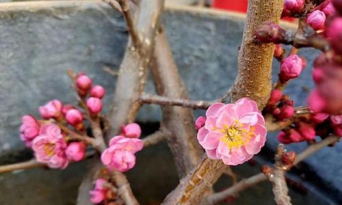 梅花属于木本植物吗？梅花的植物分类是什么？