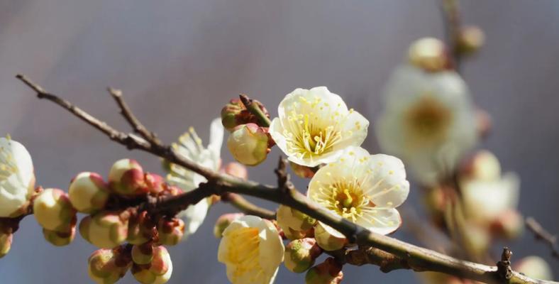 梅花是哪个国家的国花？为何被选为国花？