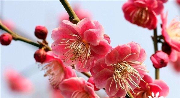 梅花是哪个市的市花？哪个城市以梅花为市花？