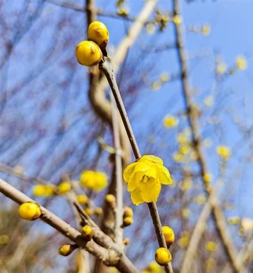 梅花是哪个市的市花？哪个城市以梅花为市花？