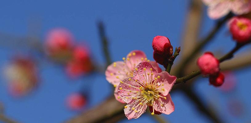 梅花通常在哪个季节开花？如何正确识别梅花的花期？