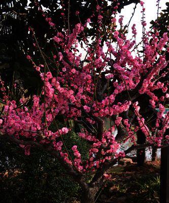 梅花是什么样子的？如何辨别不同种类的梅花？