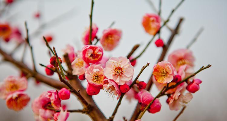 梅花是什么植物？梅花的种类和特点有哪些？