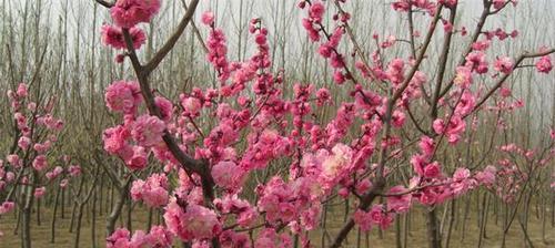 梅花是树还是花？如何区分梅花与梅花树？