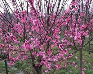 梅花是树还是花？如何区分梅花与梅花树？