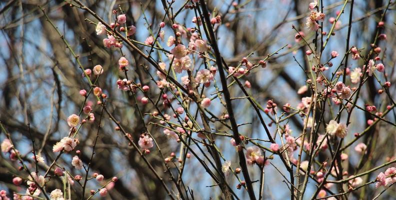 梅花是树还是花？如何区分梅花与梅花树？