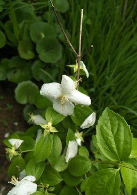 梅花属于什么植物类型？如何识别梅花的植物分类？