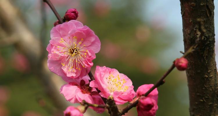 梅花属于什么植物类型？如何识别梅花的植物分类？