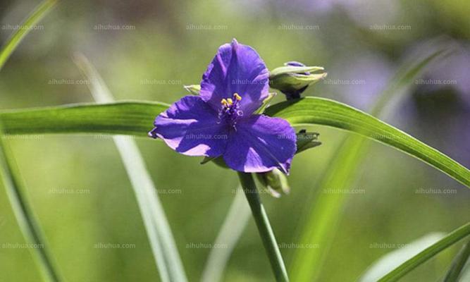 紫露草的花语是什么？如何正确解读紫露草的象征意义？